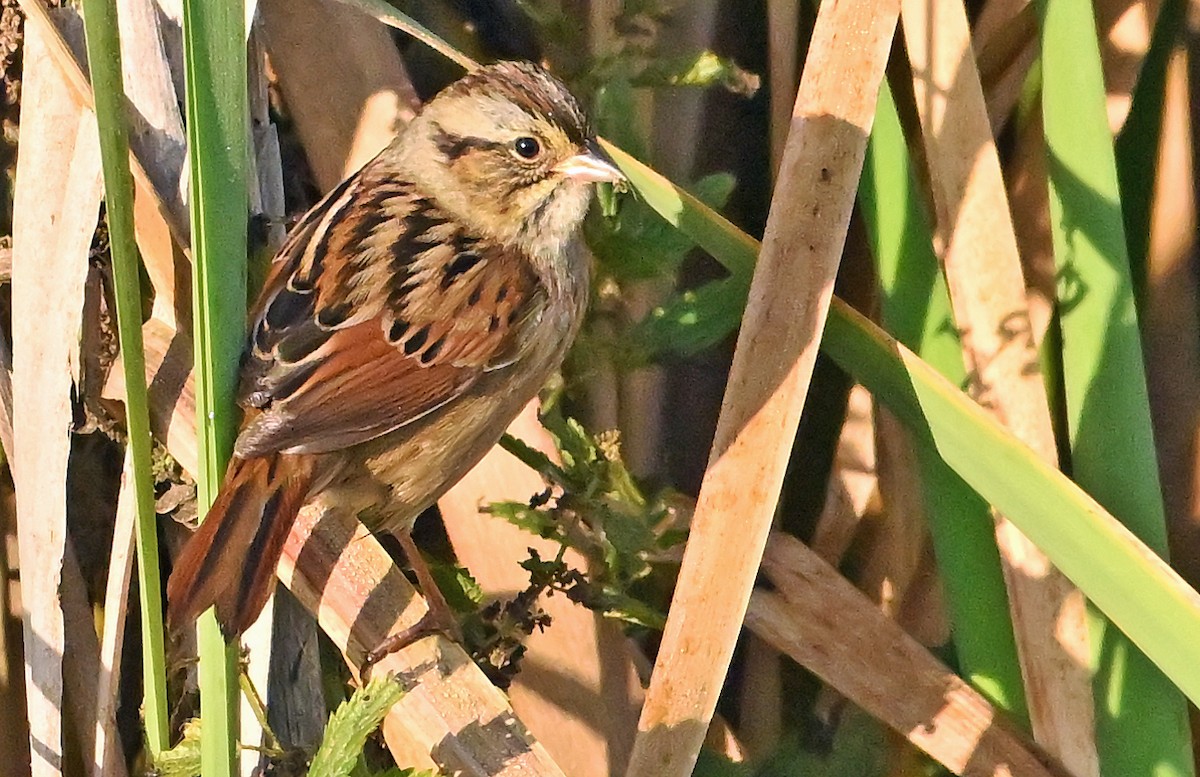 Swamp Sparrow - ML643927486