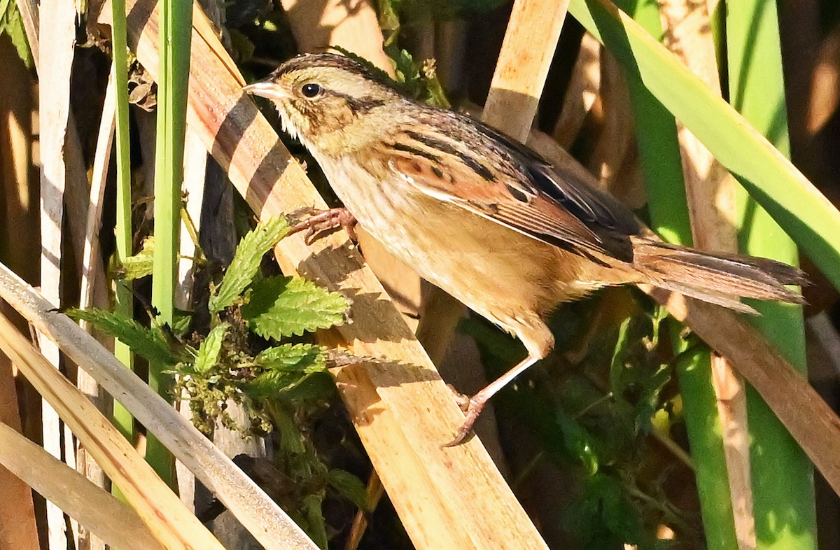 Swamp Sparrow - ML643927491