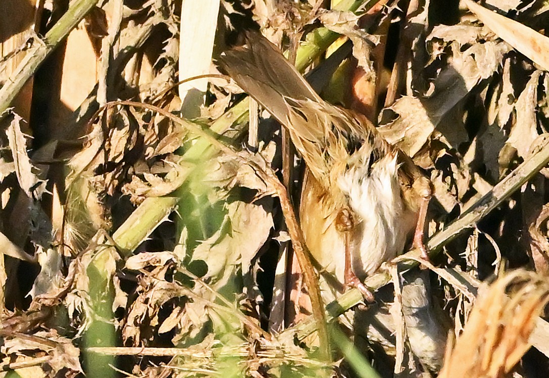 Swamp Sparrow - ML643927492