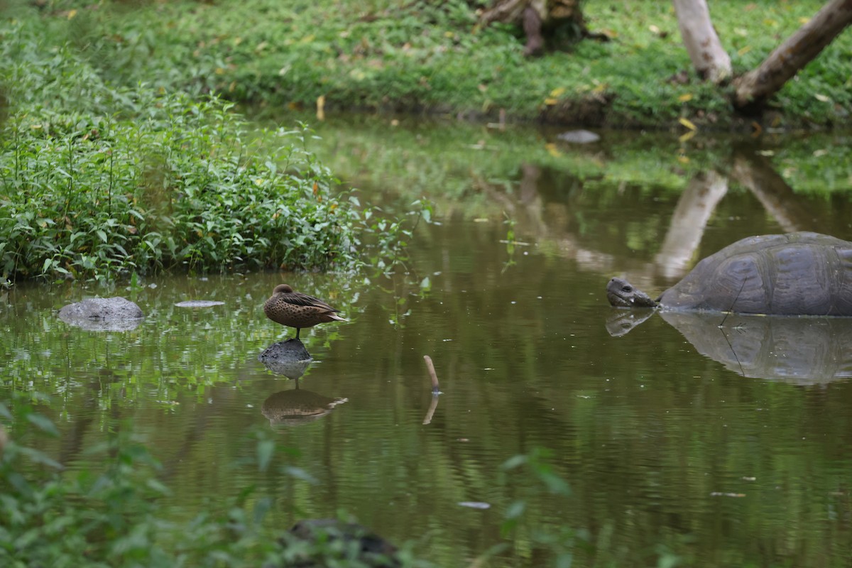 White-cheeked Pintail (Galapagos) - ML643927493