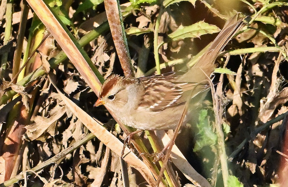 White-crowned Sparrow - ML643927497