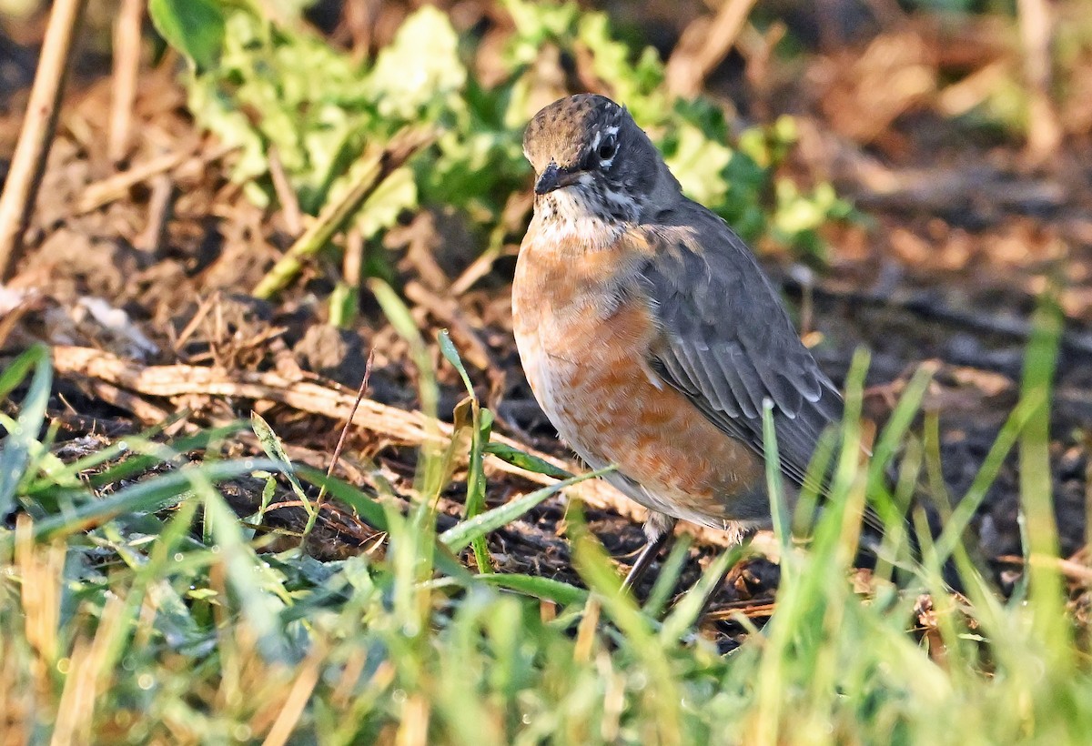 American Robin - ML643927507