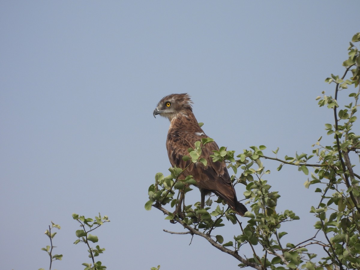 Brown Snake-Eagle - ML643927509