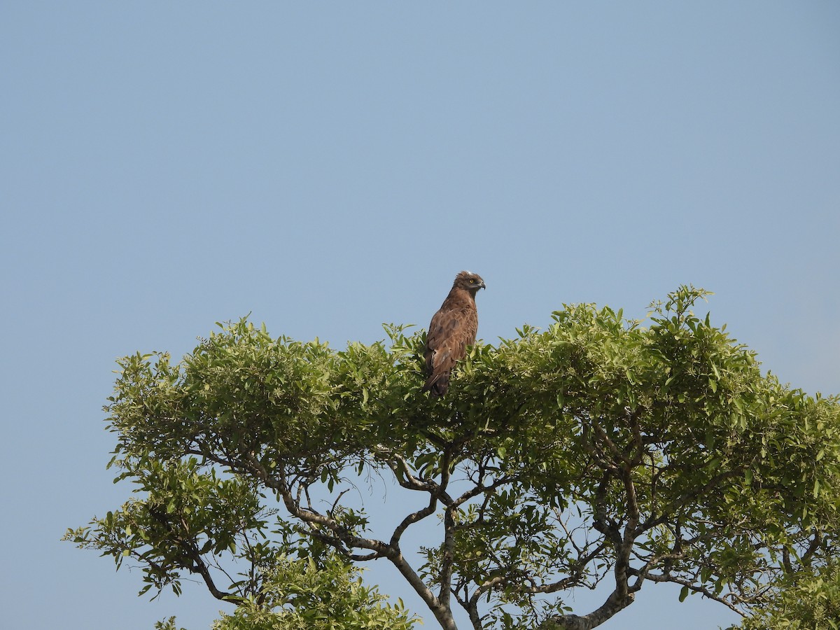 Brown Snake-Eagle - ML643927510