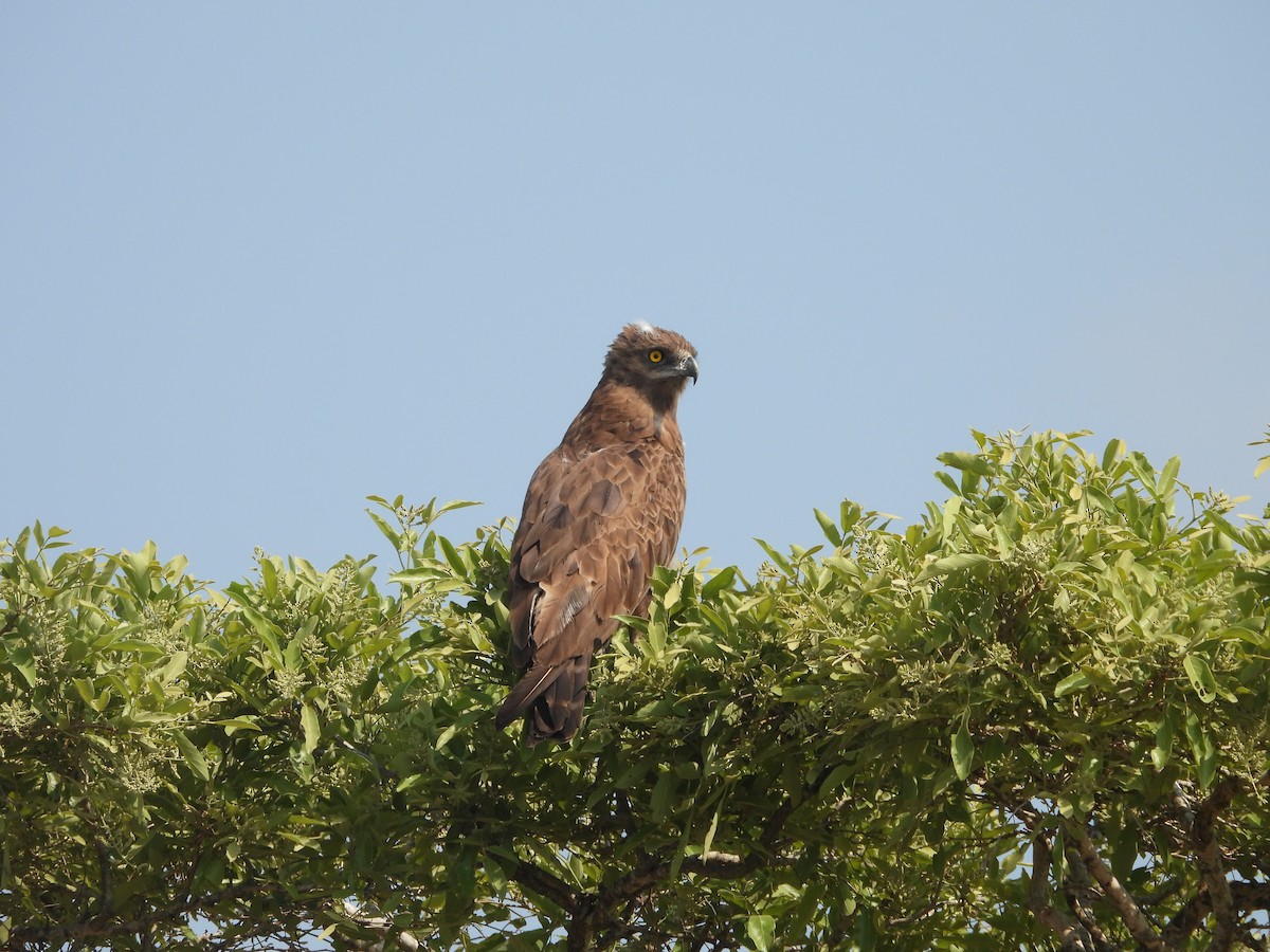 Brown Snake-Eagle - ML643927511