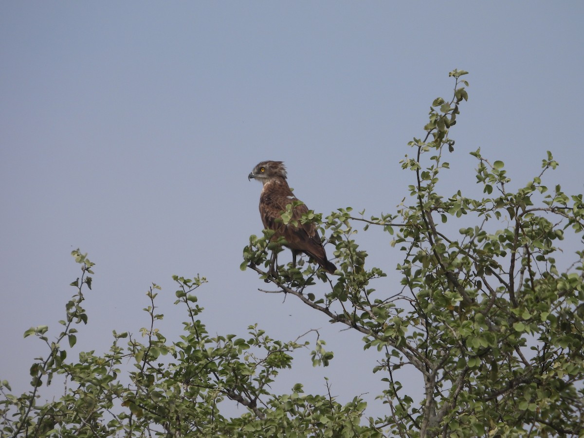 Brown Snake-Eagle - ML643927512