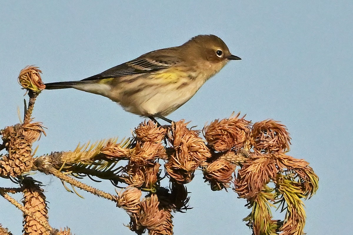 Yellow-rumped Warbler (Myrtle) - ML643927518