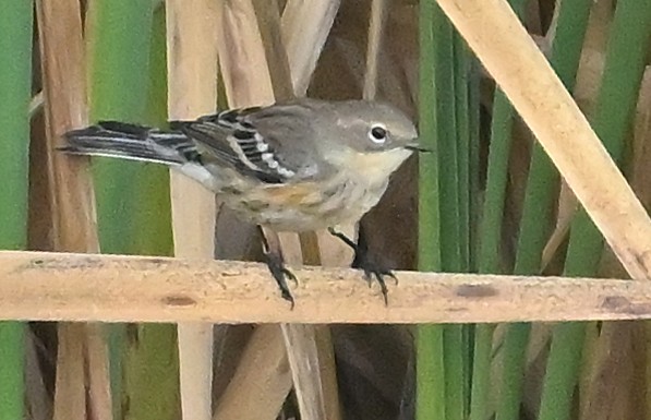 Yellow-rumped Warbler (Myrtle) - ML643927522