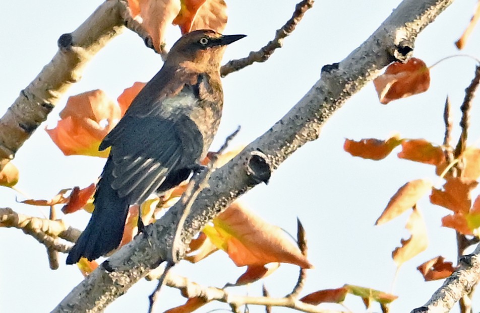 Rusty Blackbird - ML643927530