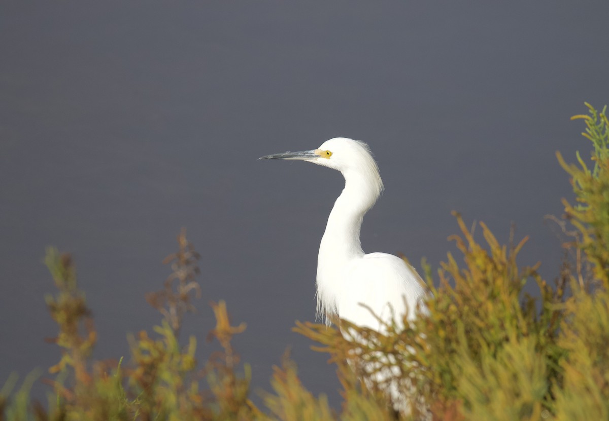 Snowy Egret - ML643927535
