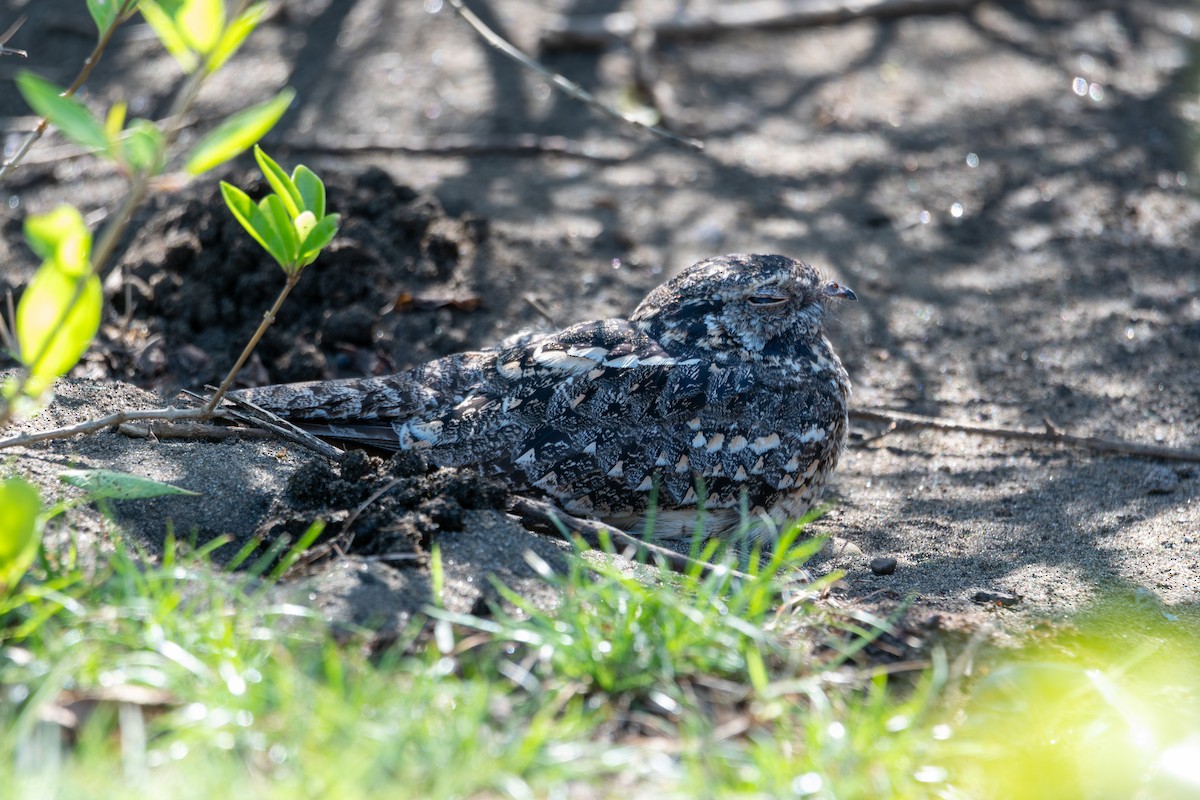 Savanna Nightjar (Sunda) - ML643927536
