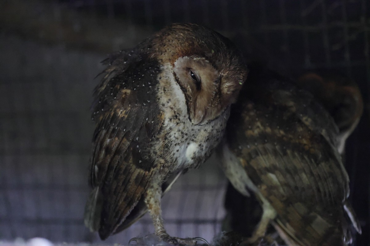 American Barn Owl - ML643927552
