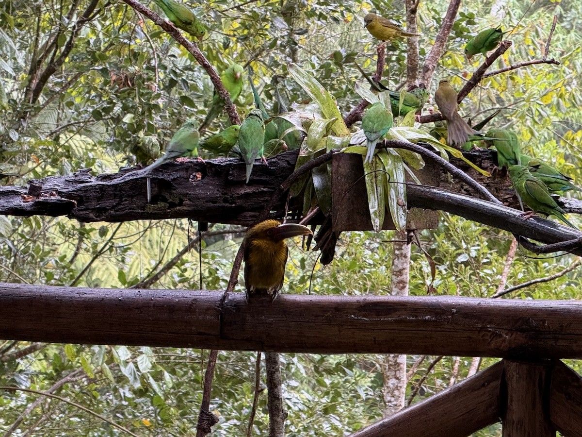 Saffron Toucanet - ML643927558