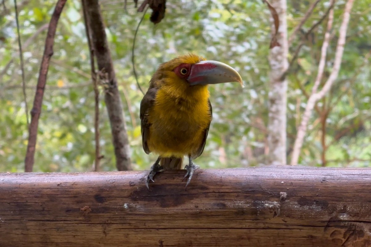Saffron Toucanet - ML643927559
