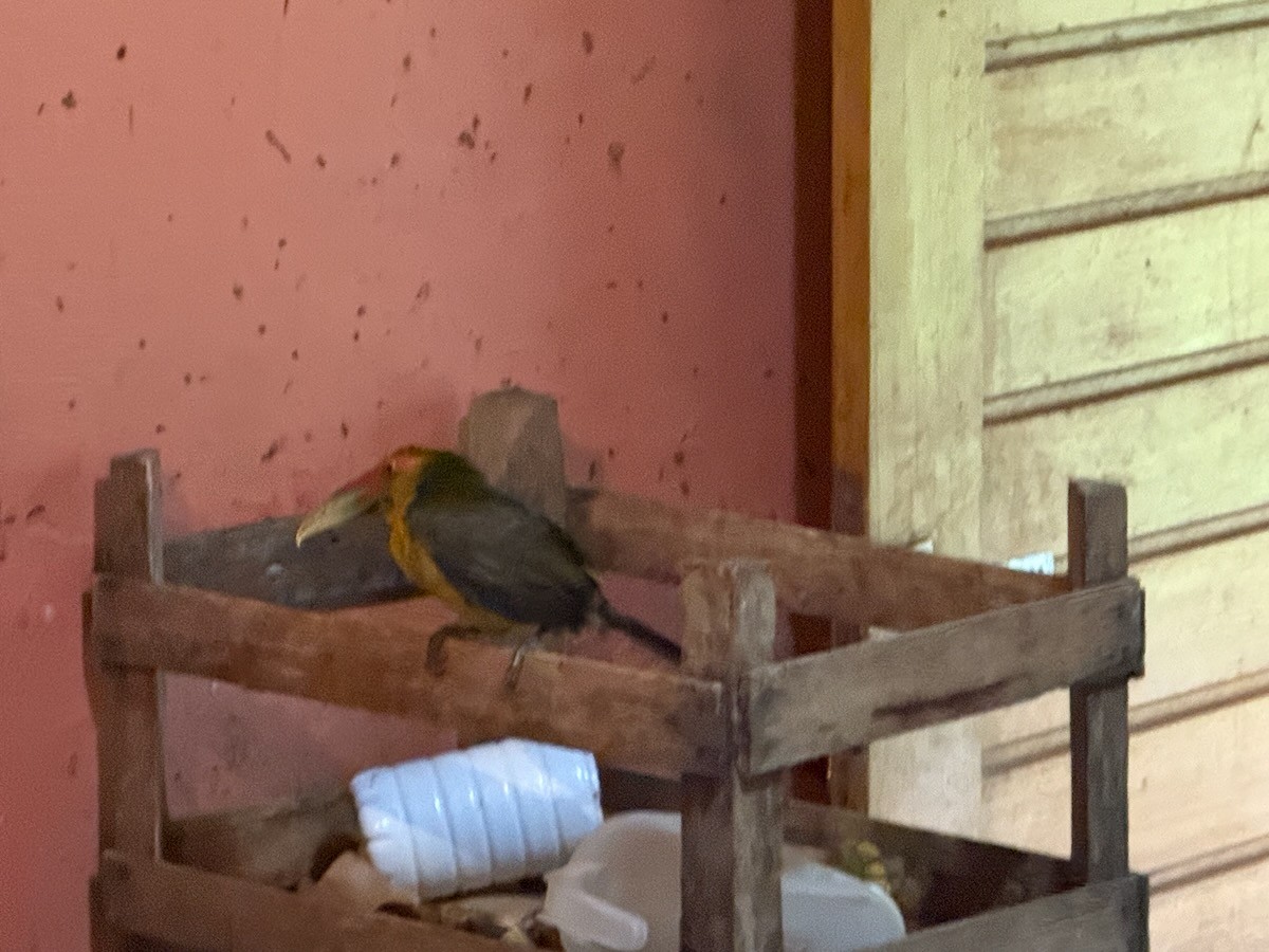 Saffron Toucanet - ML643927560