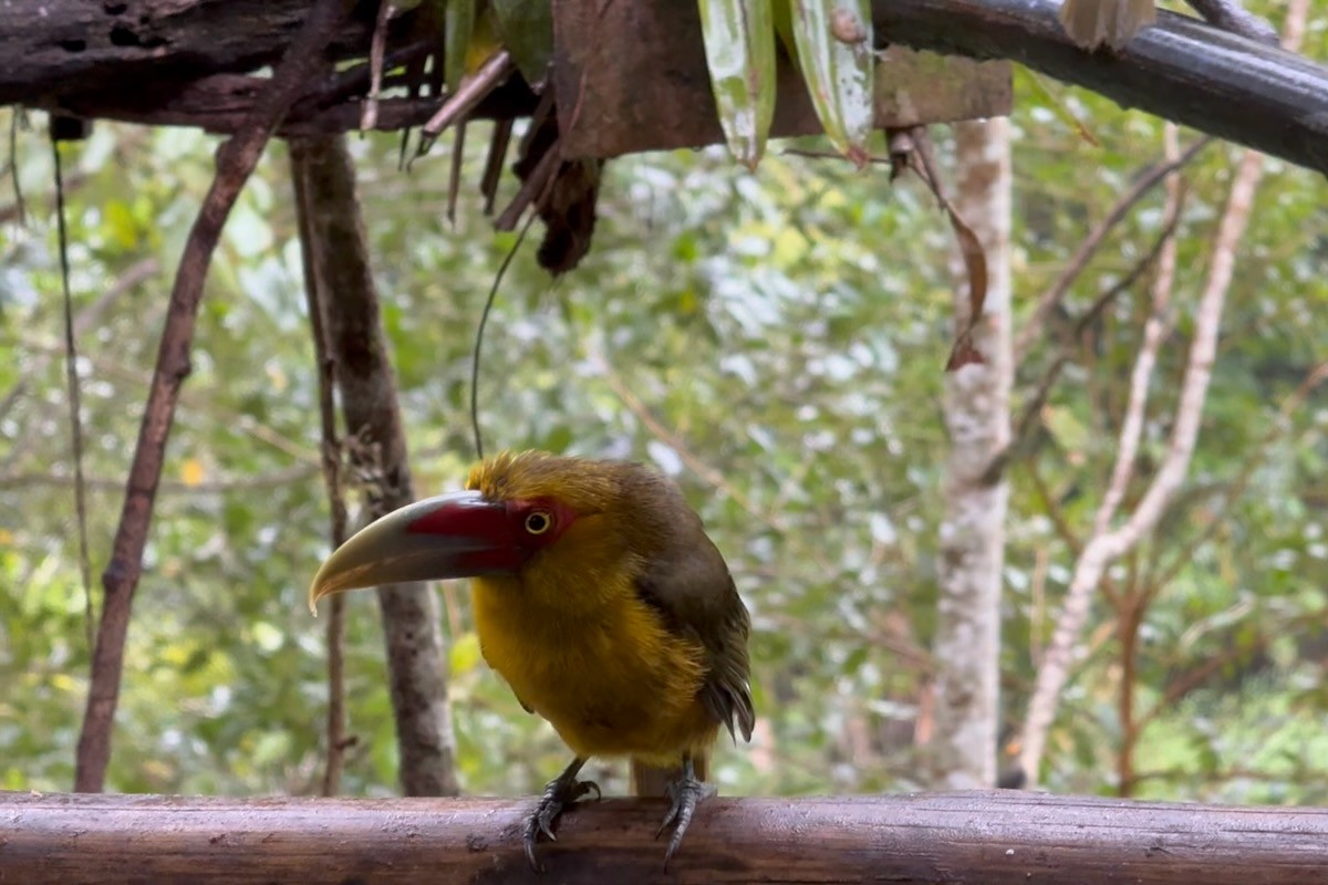 Saffron Toucanet - ML643927561