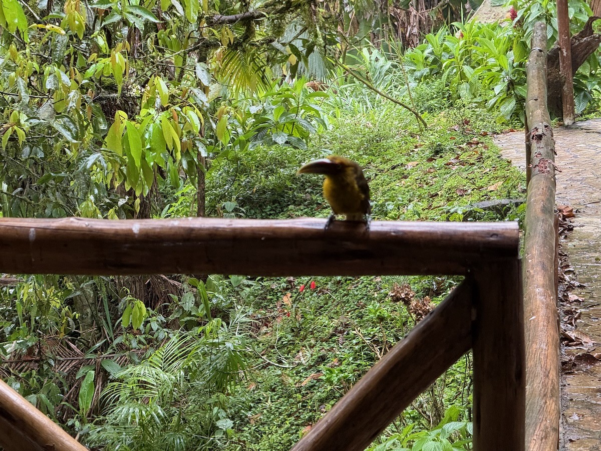 Saffron Toucanet - ML643927562