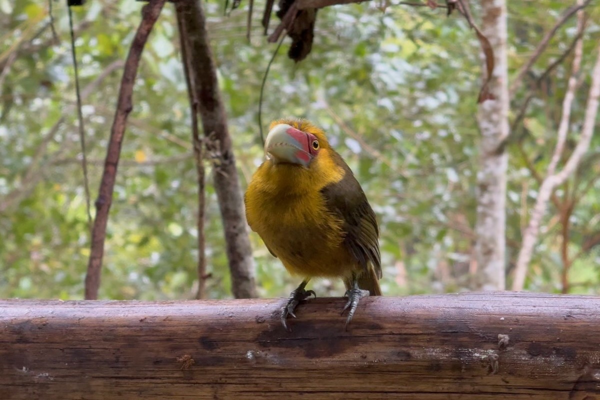 Saffron Toucanet - ML643927563
