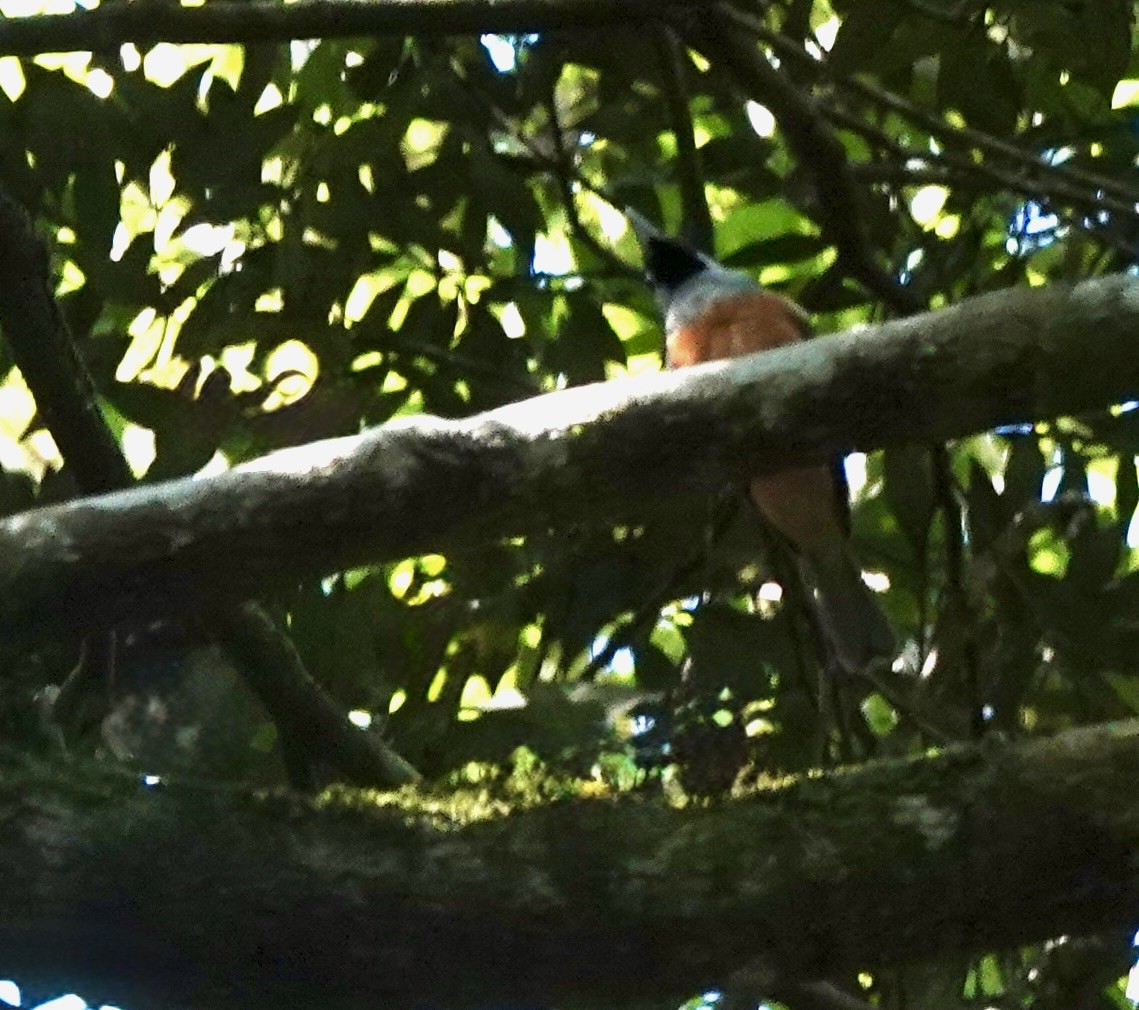 Black-faced Monarch - ML643927597