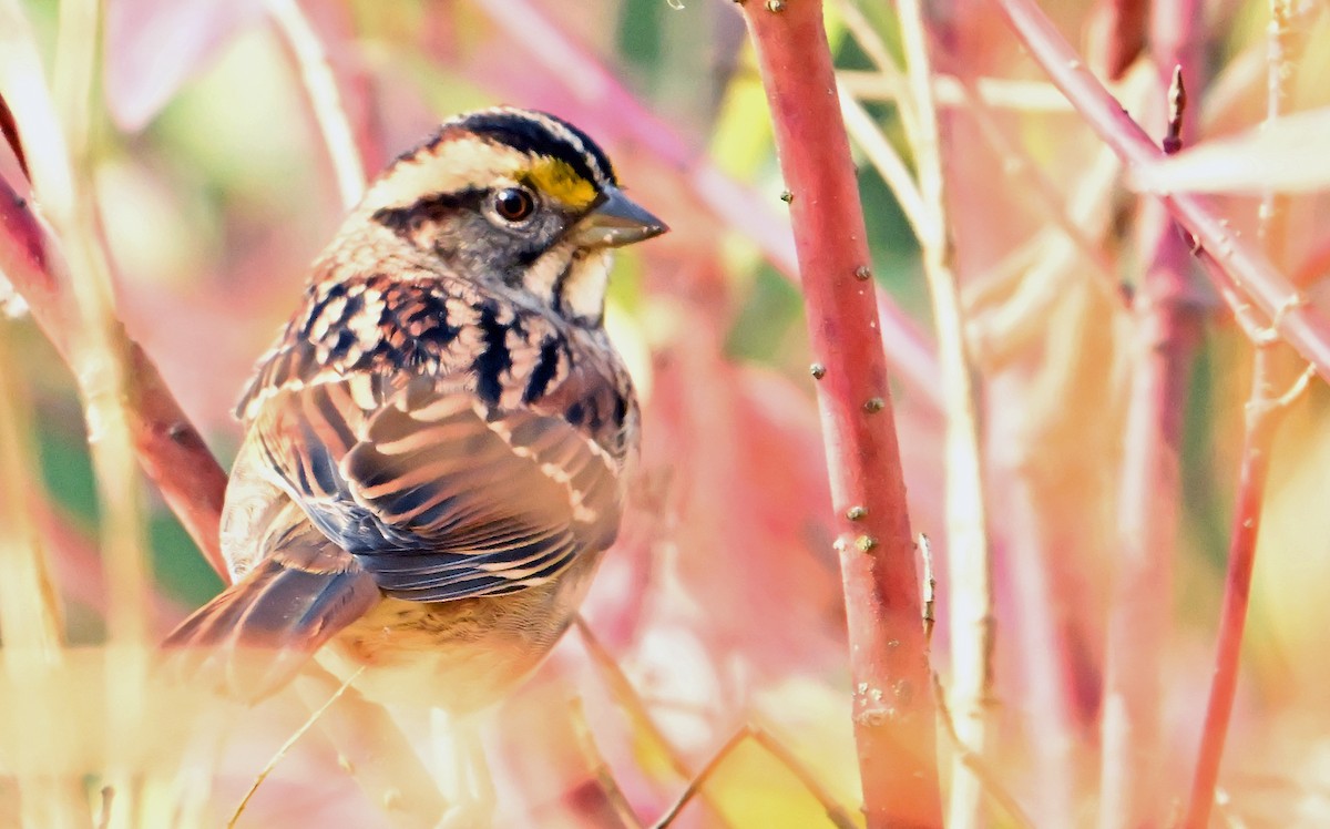 White-throated Sparrow - ML643927599