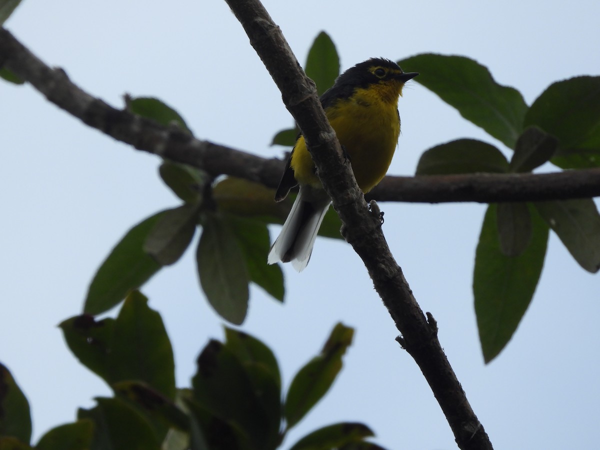 Brillenwaldsänger - ML643927625