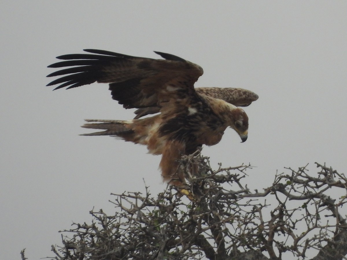 Tawny Eagle - ML643927631