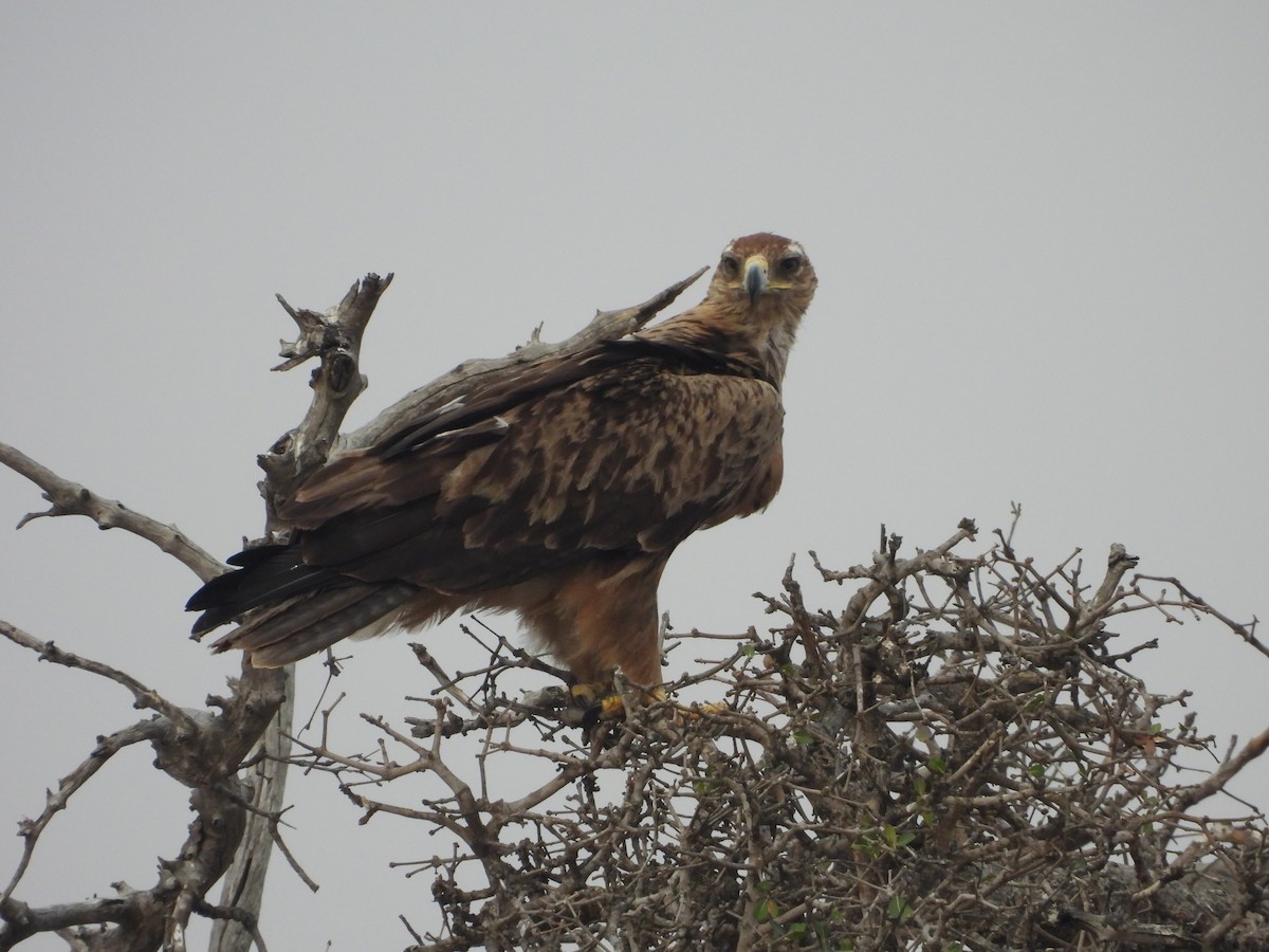 Tawny Eagle - ML643927634