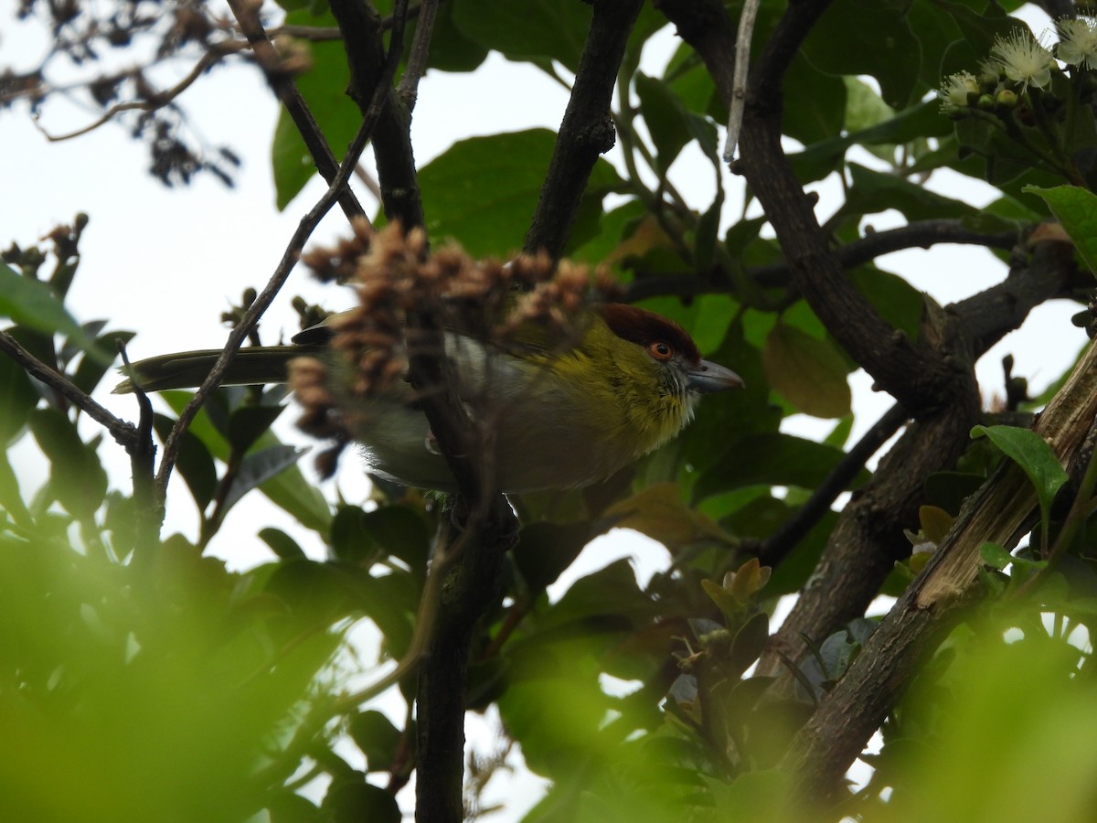 Rufous-browed Peppershrike - ML643927639