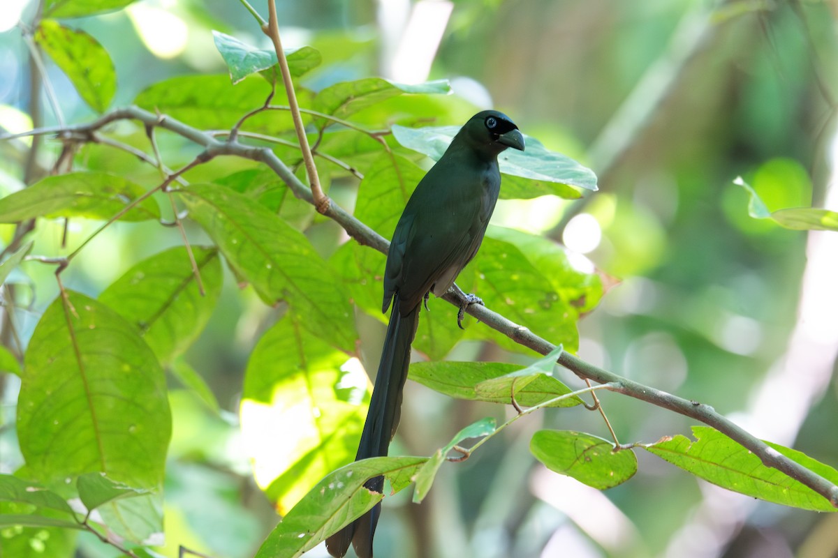 Racket-tailed Treepie - ML643927641