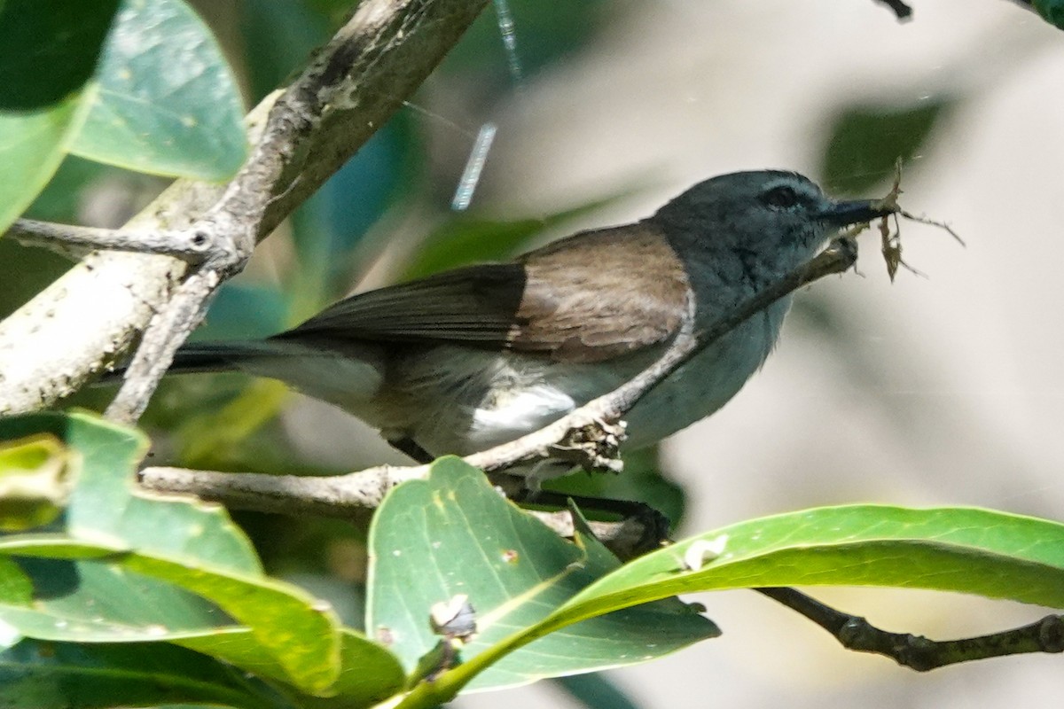 Mangrove Gerygone - ML643927645