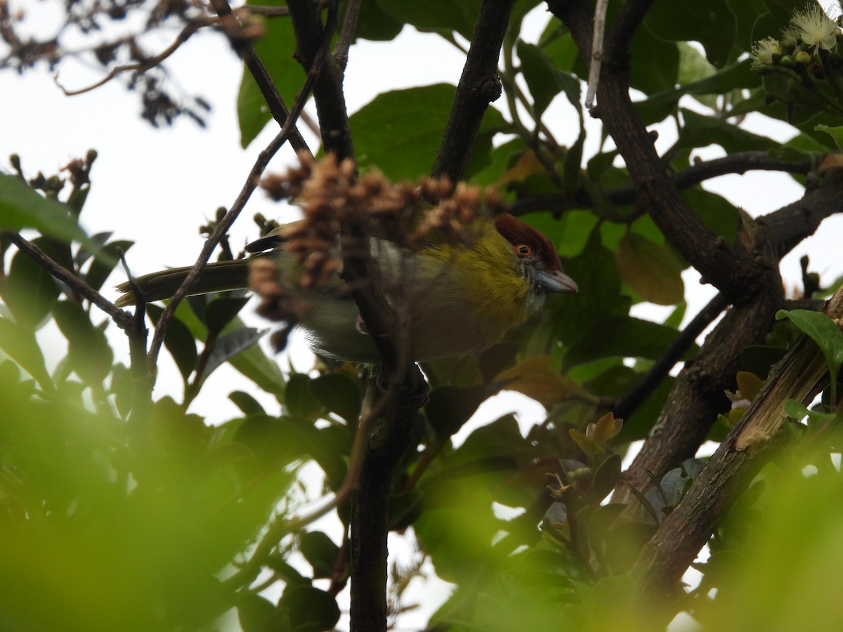 Rufous-browed Peppershrike - ML643927648