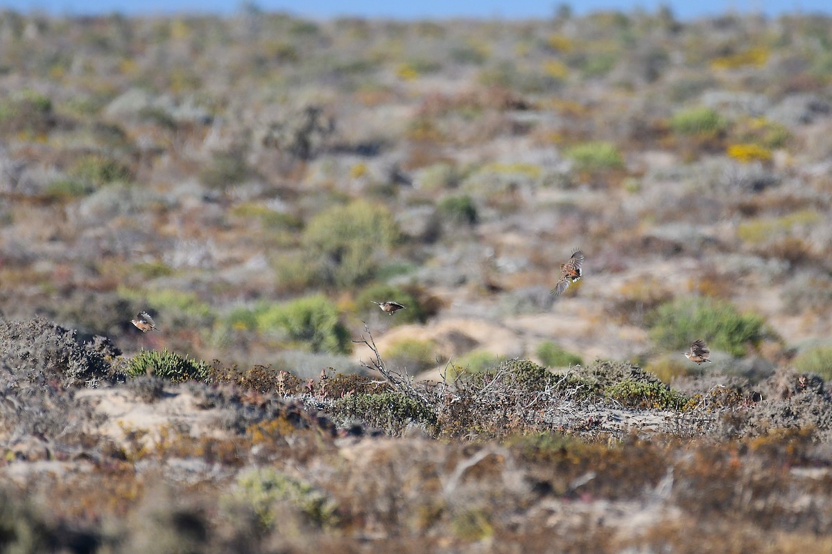 Spike-heeled Lark - ML643927649