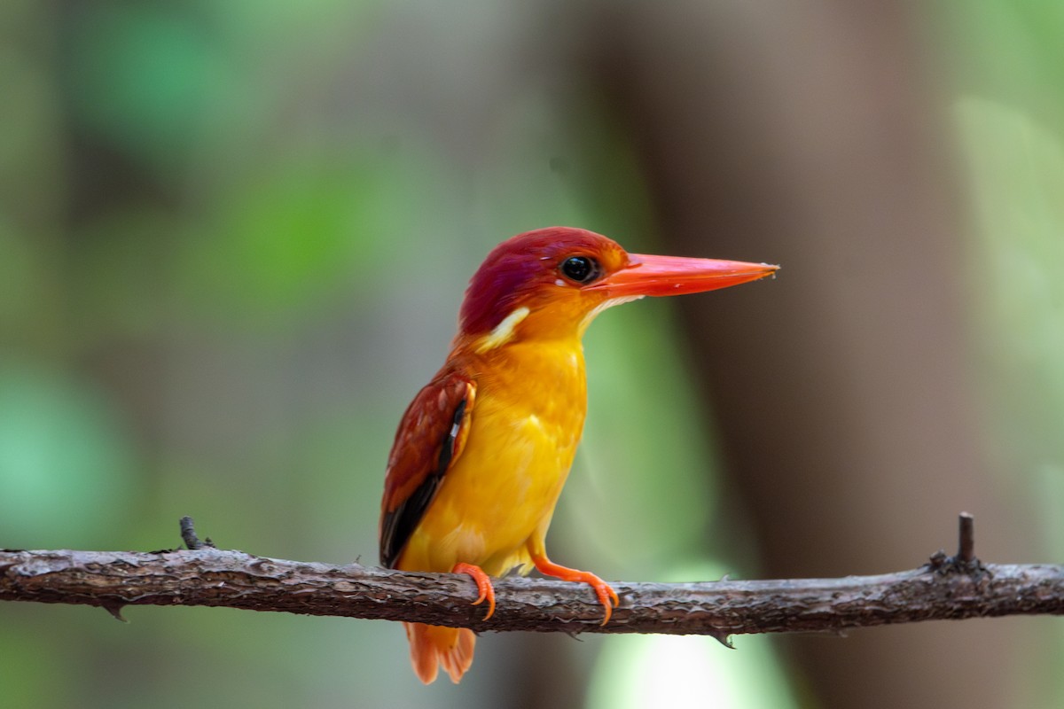 Rufous-backed Dwarf-Kingfisher - ML643927650