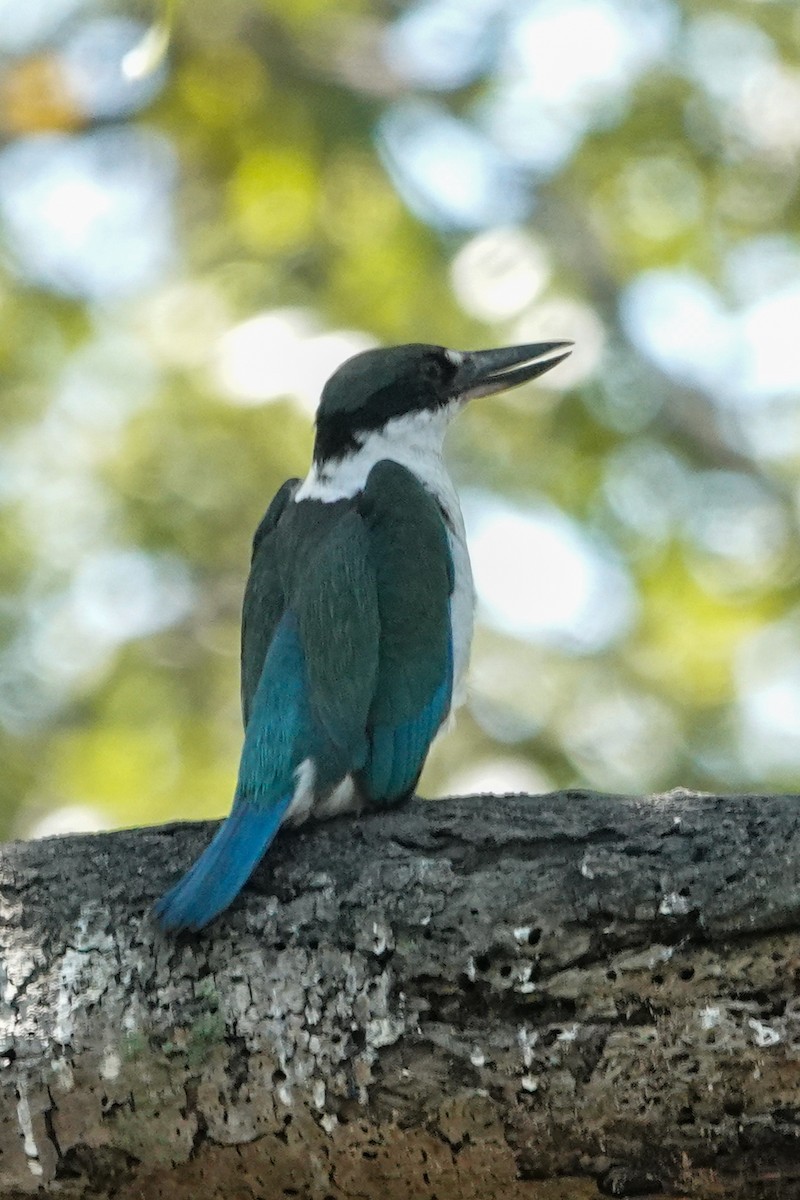 Torresian Kingfisher - ML643927662