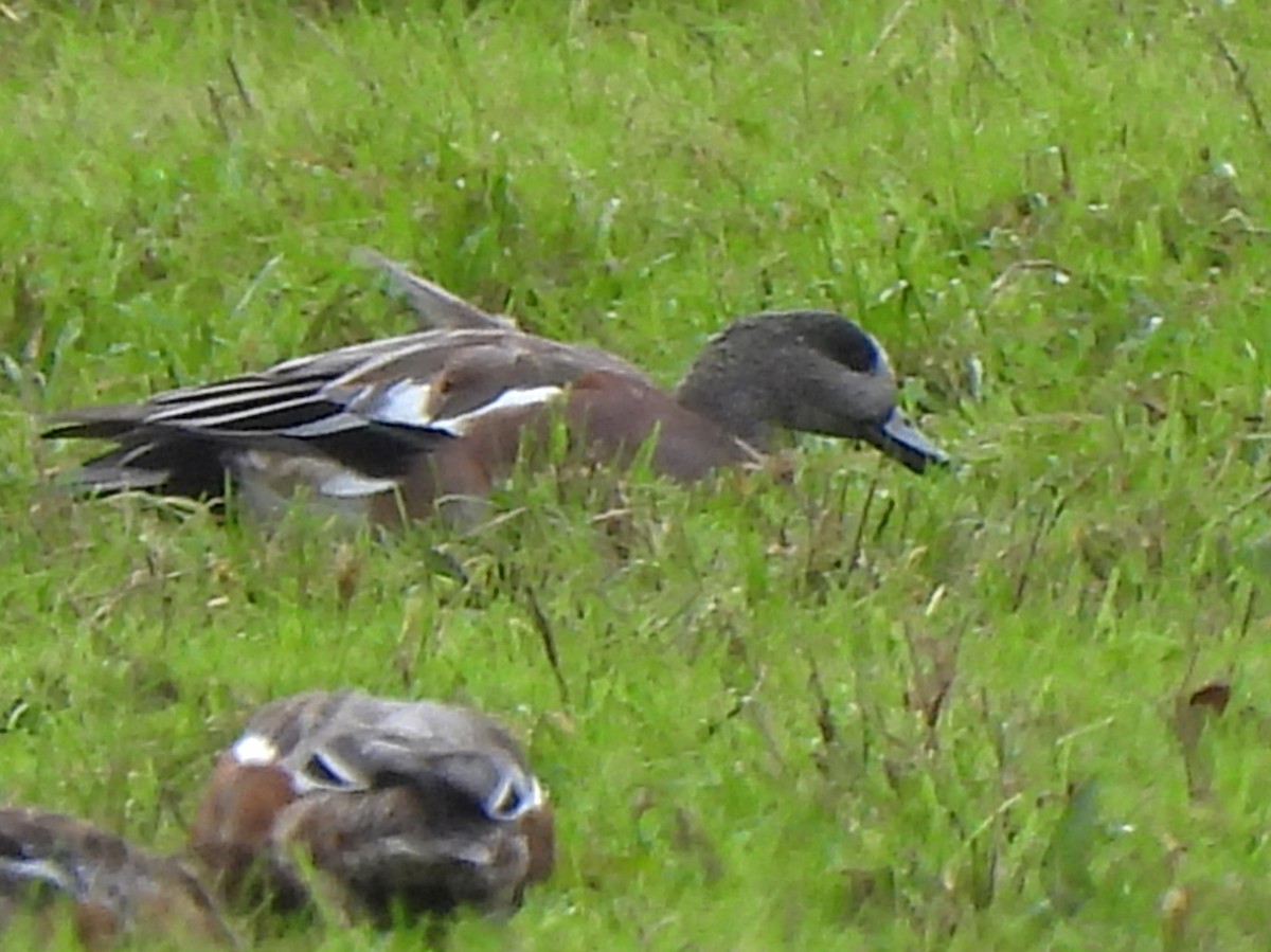 American Wigeon - ML643927678