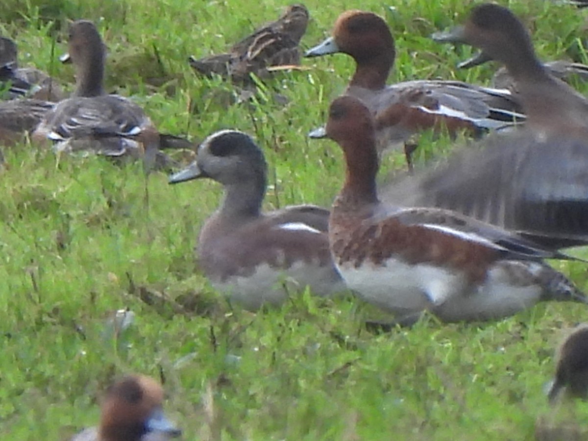 American Wigeon - ML643927683