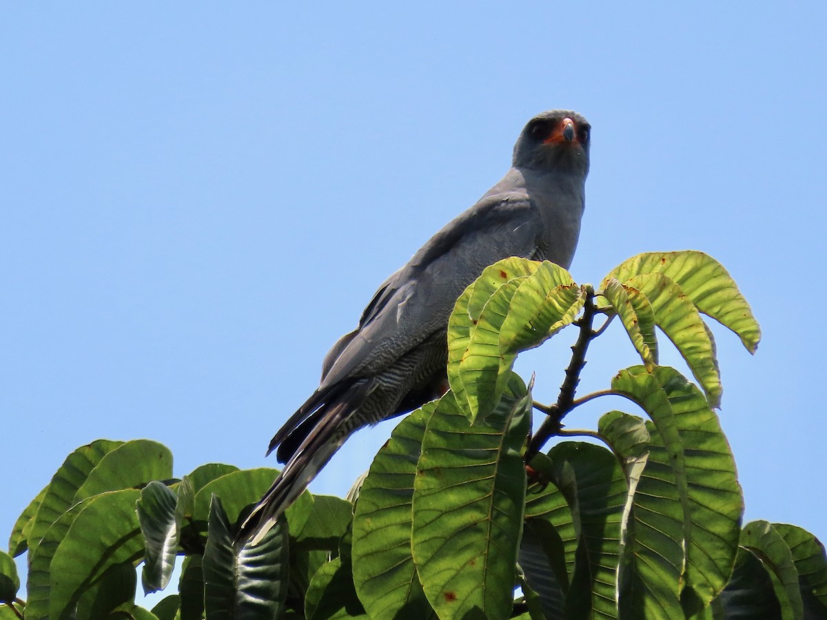 Dark Chanting-Goshawk - ML643927688