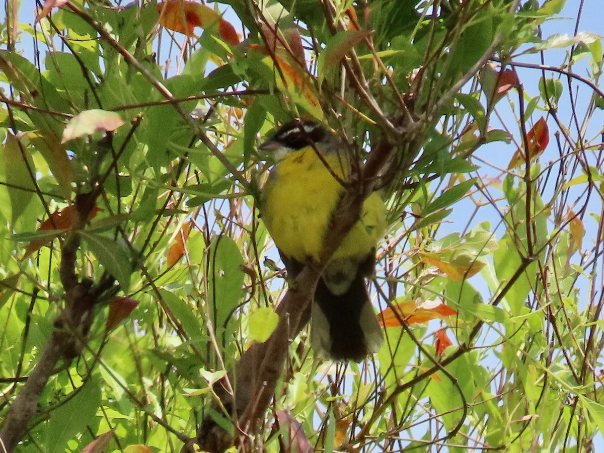Cabanis's Bunting - ML643927693