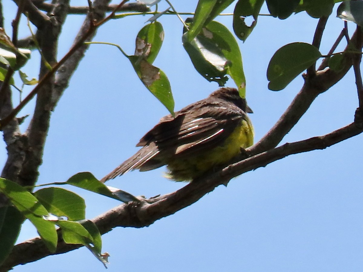 Cabanis's Bunting - ML643927698