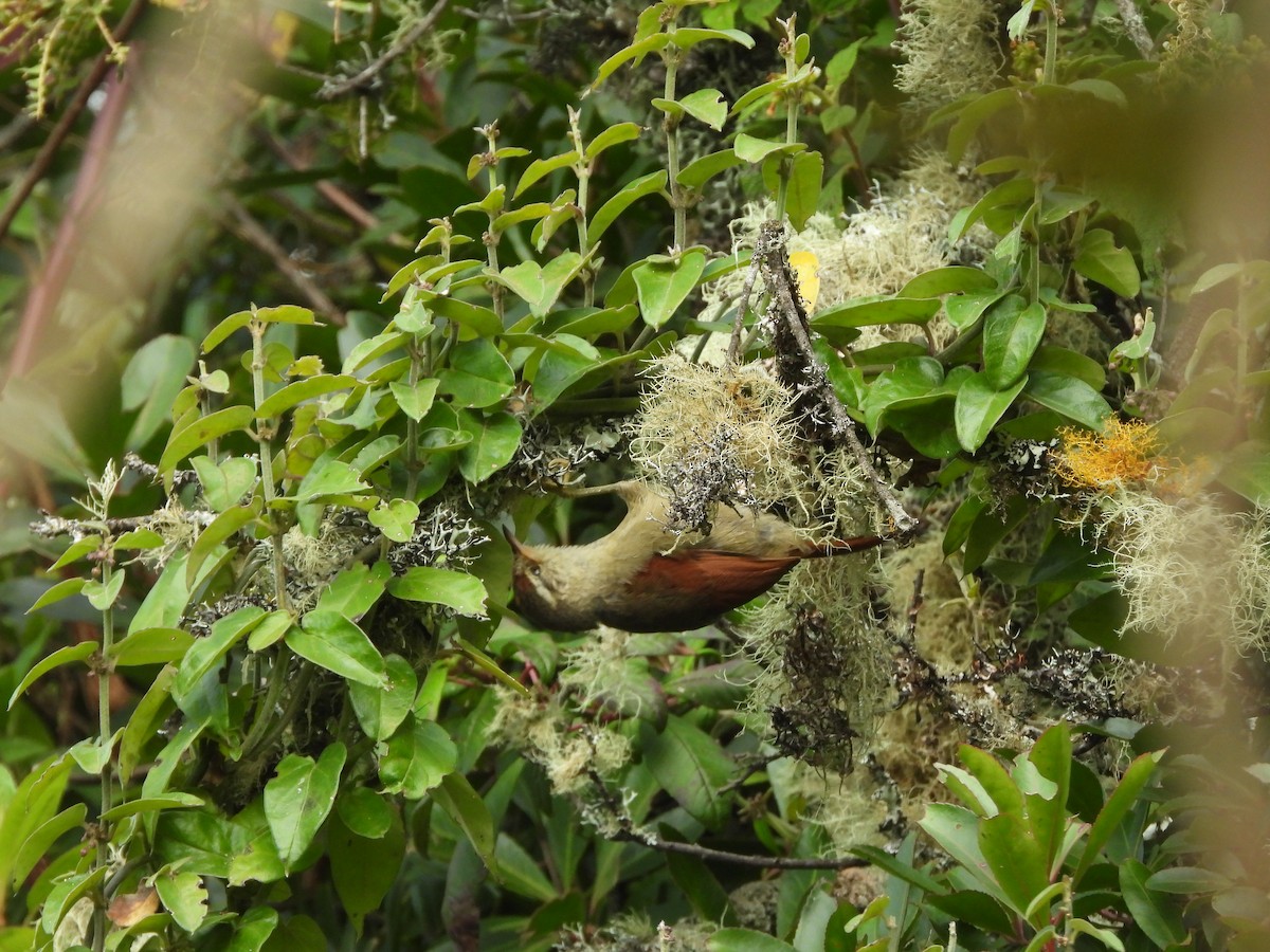 Line-cheeked Spinetail - ML643927706
