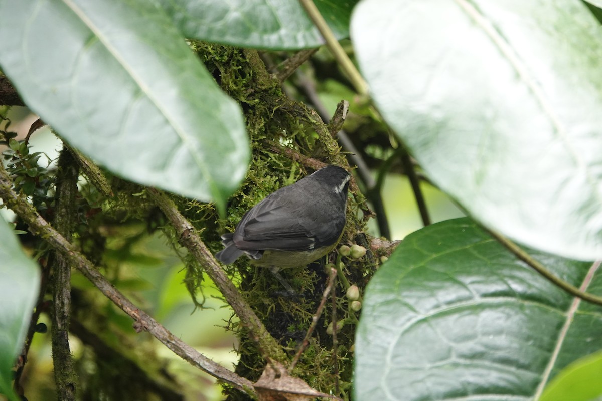 Bananaquit - ML643927710