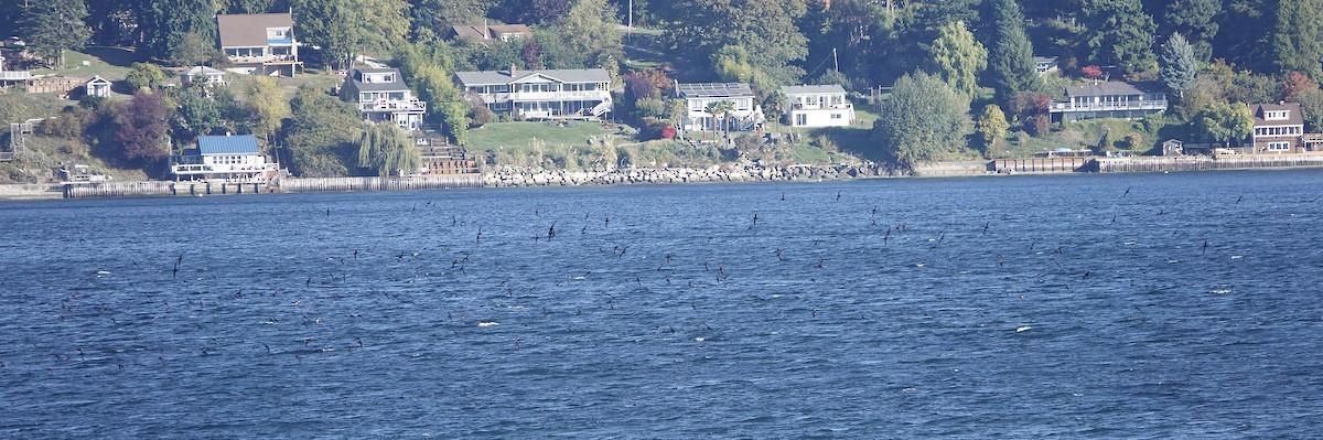 Short-tailed Shearwater - ML643927729