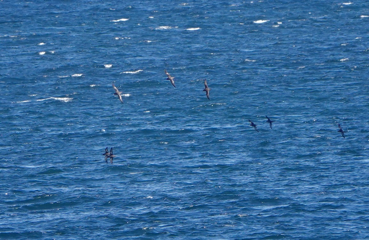 Short-tailed Shearwater - ML643927730