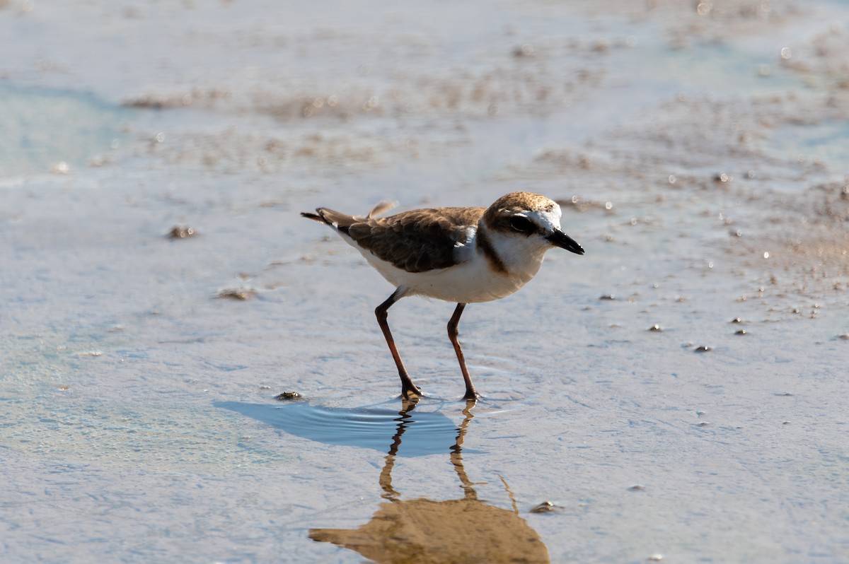 Javan Plover - ML643927731