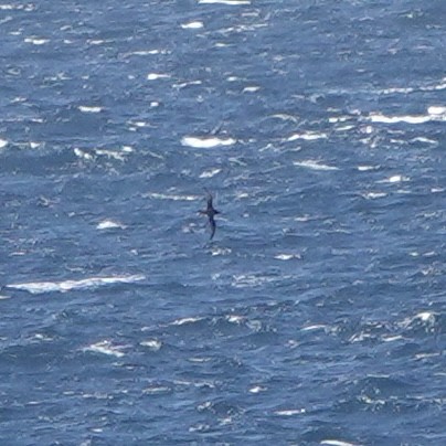 Short-tailed Shearwater - ML643927772