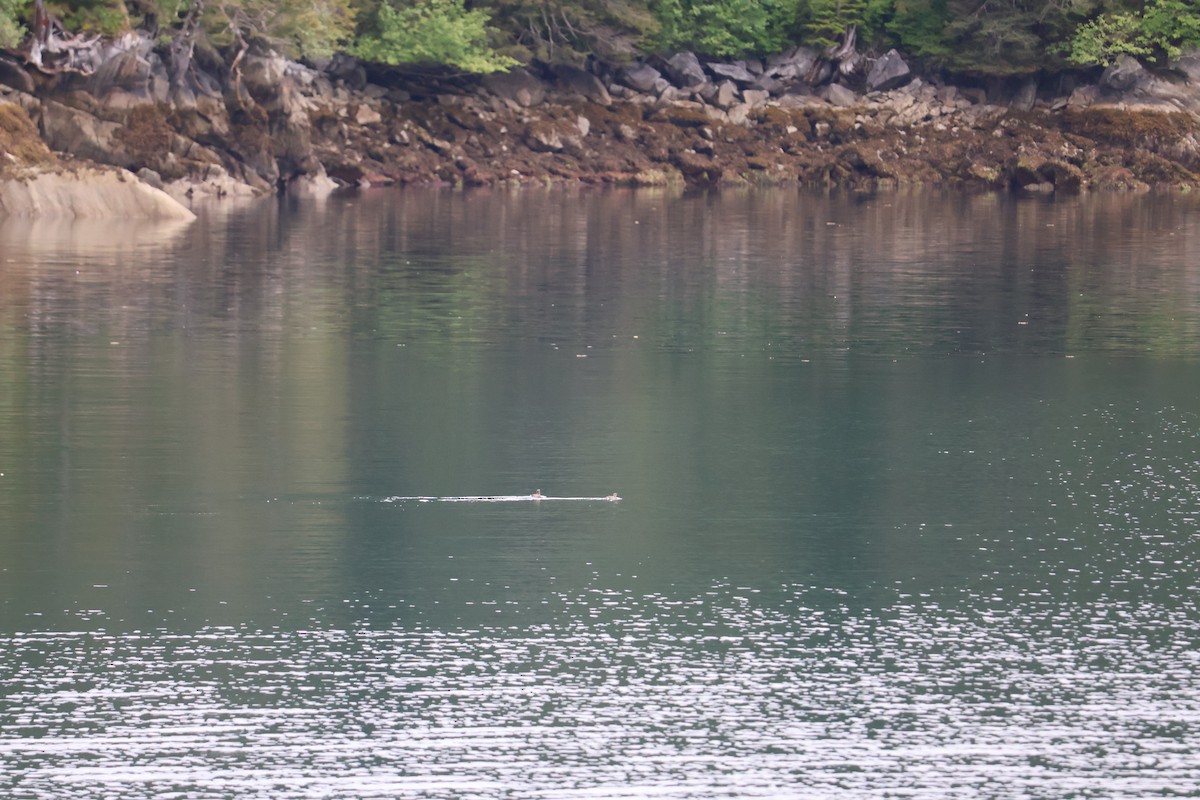 Пижик короткодзьобий - ML643927783