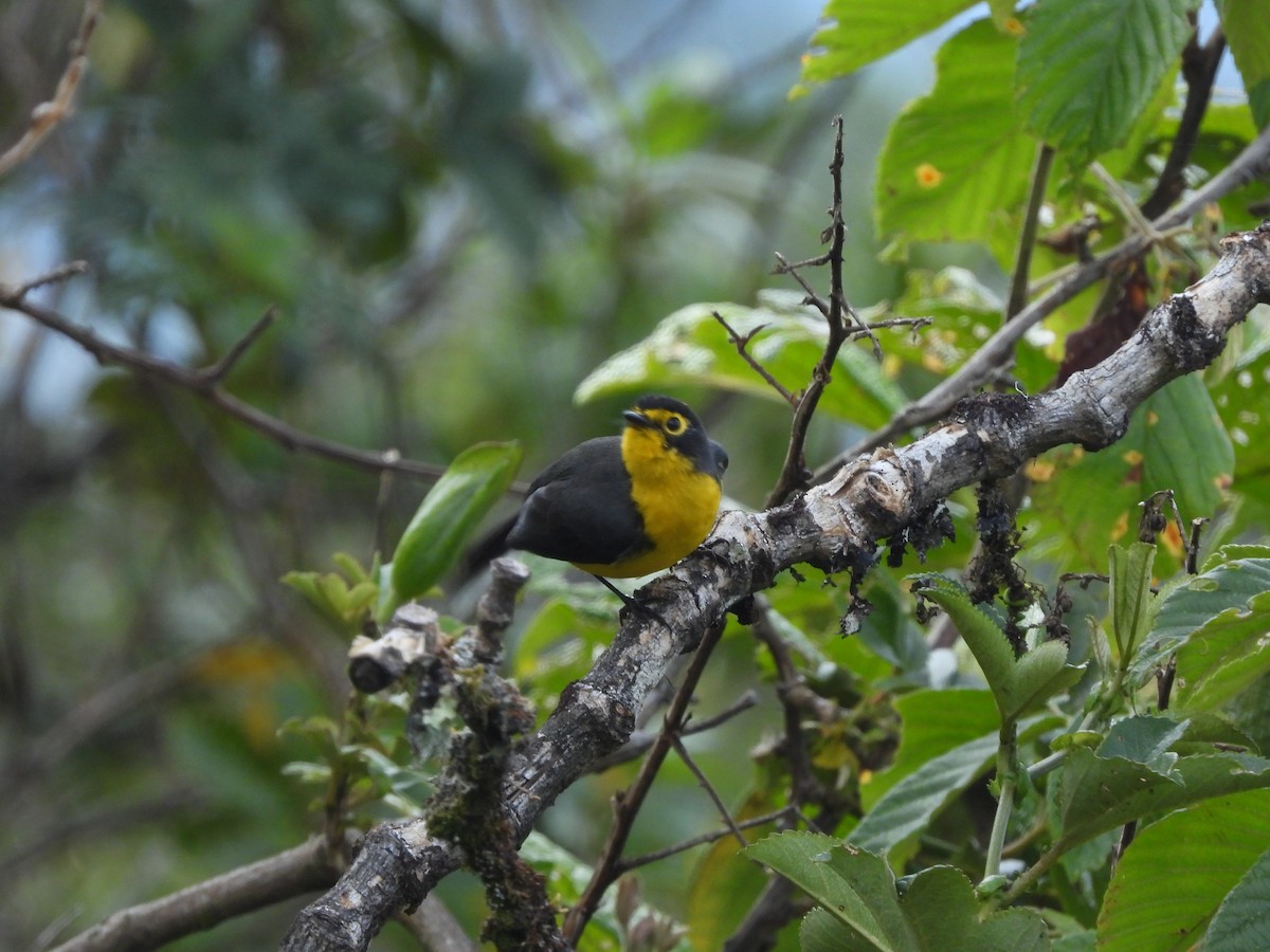 Brillenwaldsänger - ML643927784