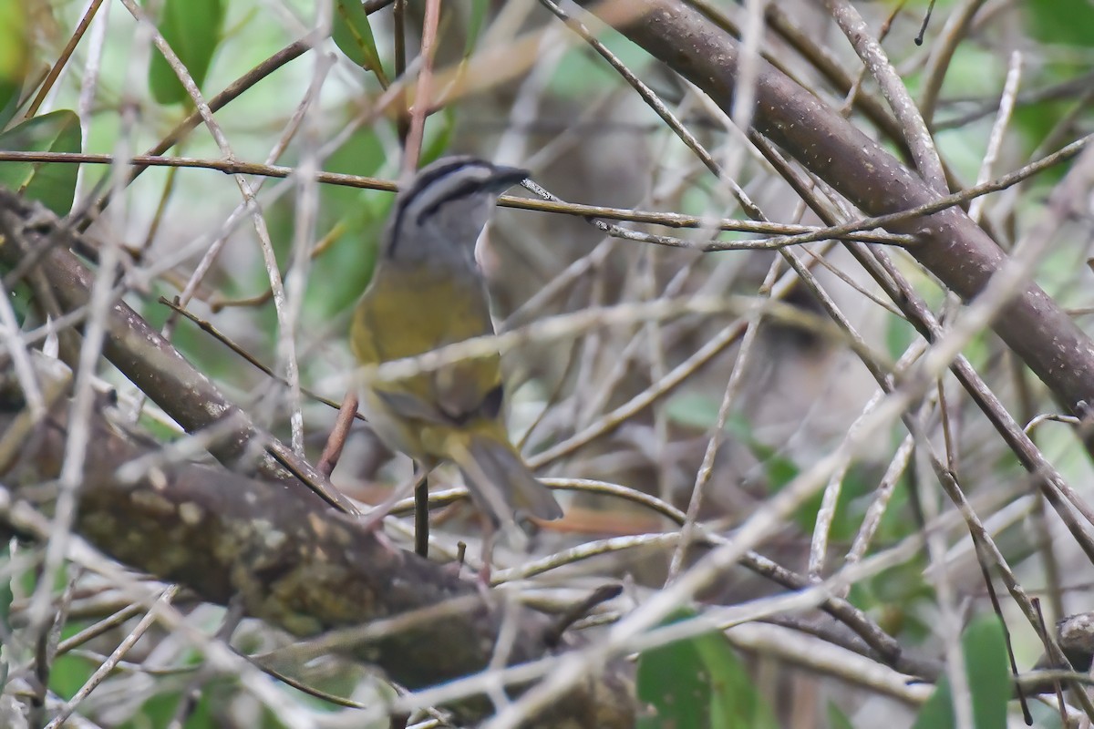 Black-striped Sparrow - ML643927789