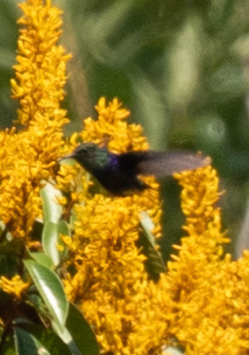 Butterfly Coquette - ML643927815