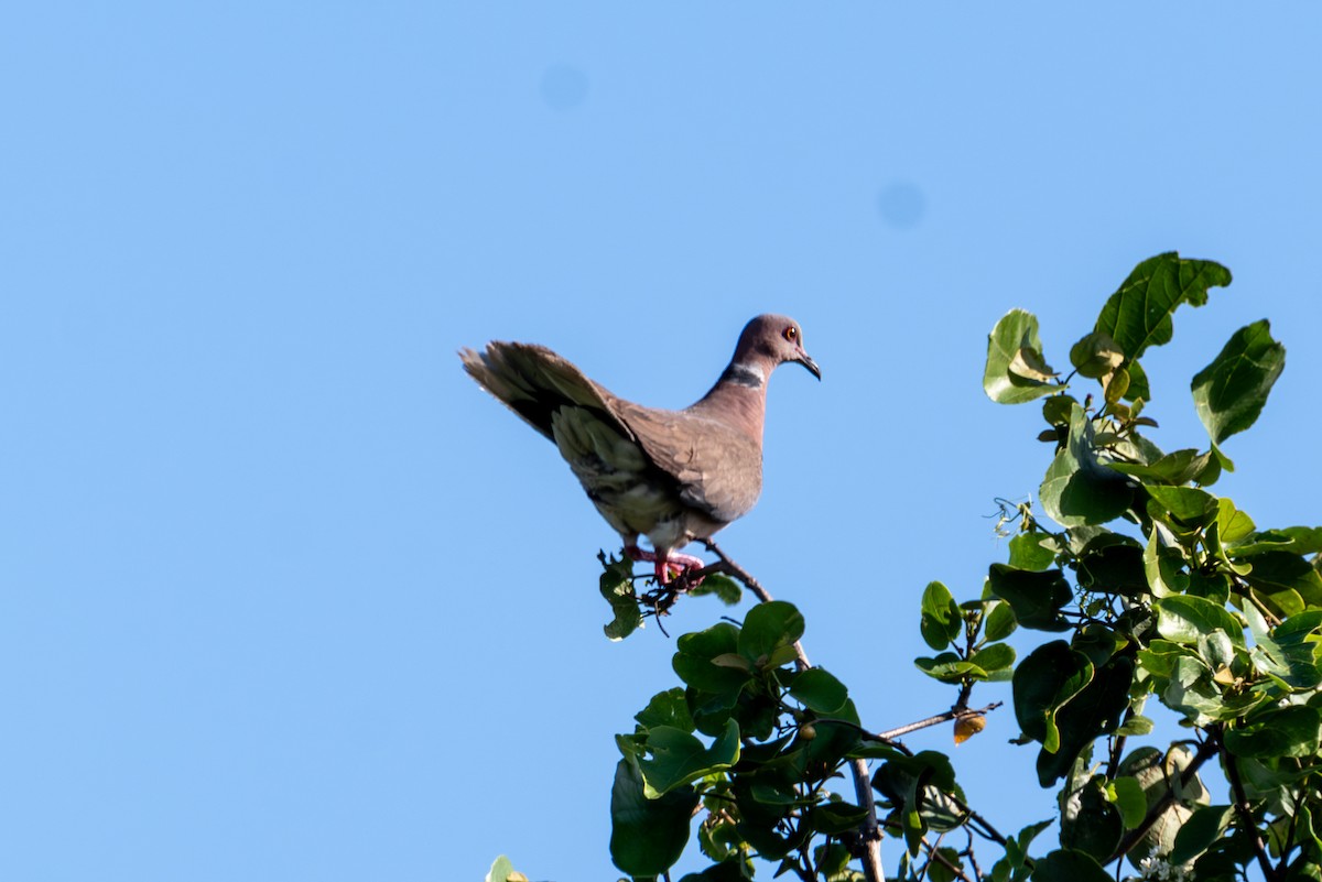 Tourterelle à double collier - ML643927822